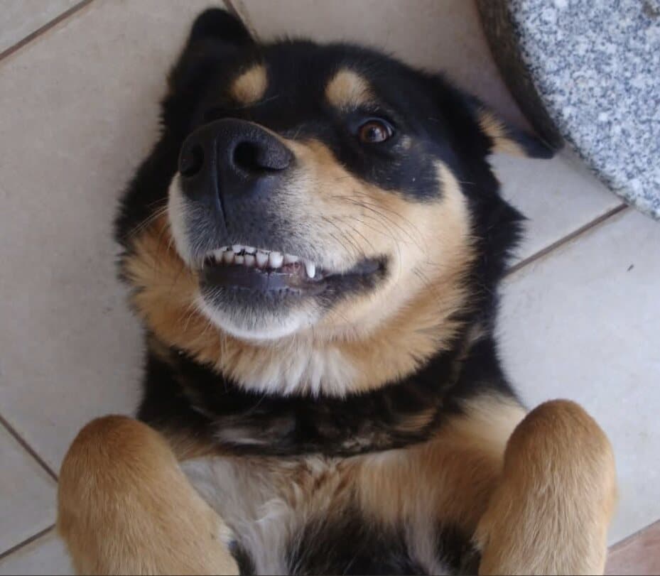 Lara, zaštitni znak Dogstela, portret uz plavo nebo