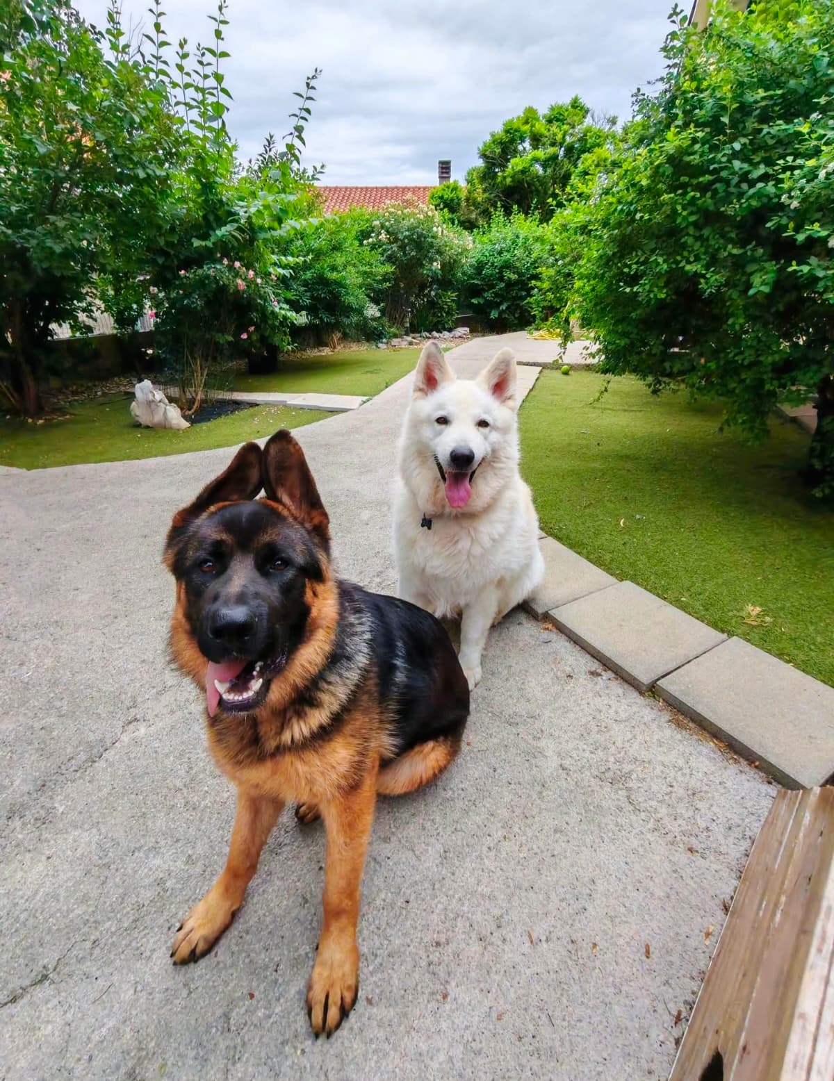 Gost Dogstela