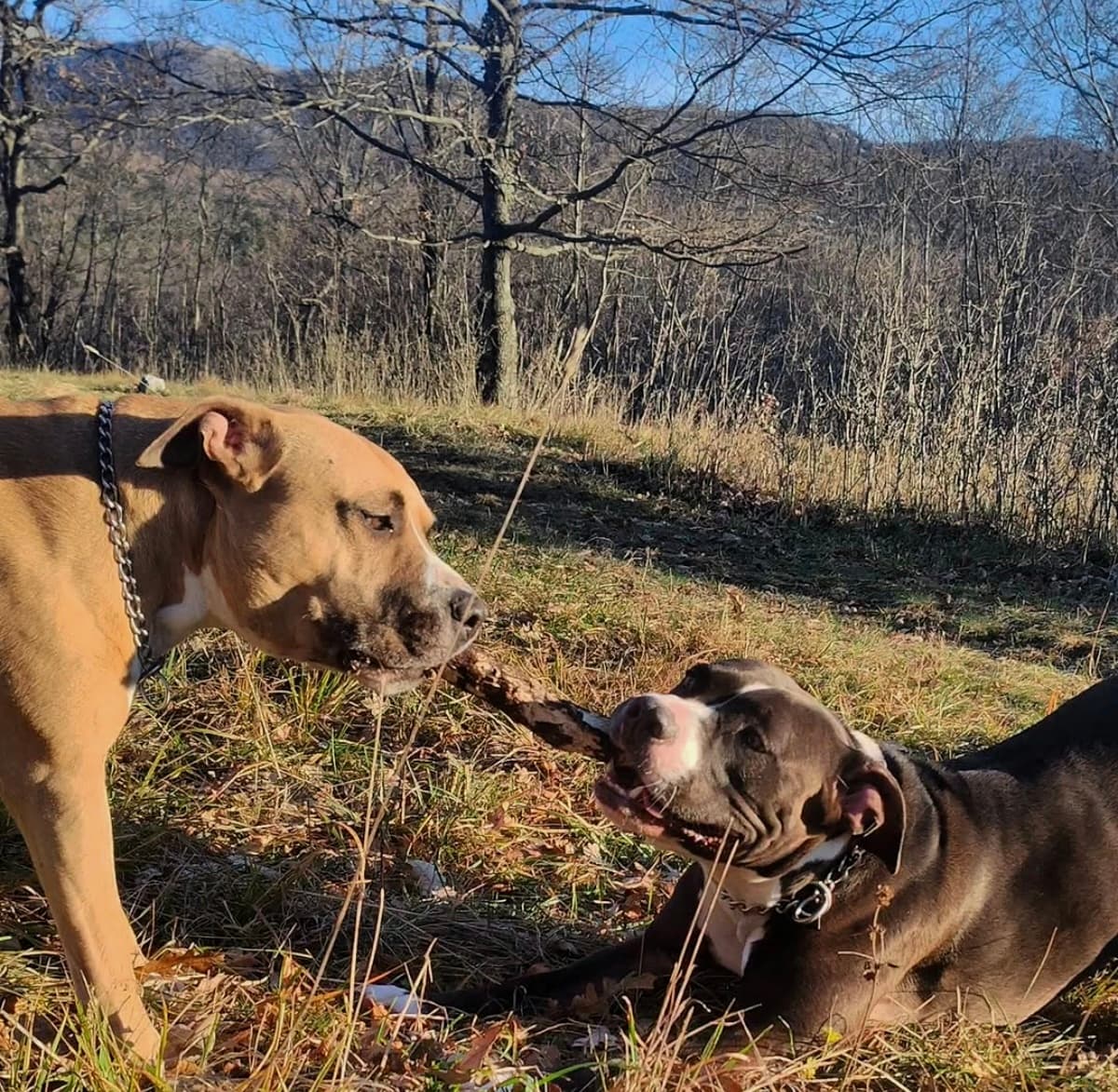 Gost Dogstela
