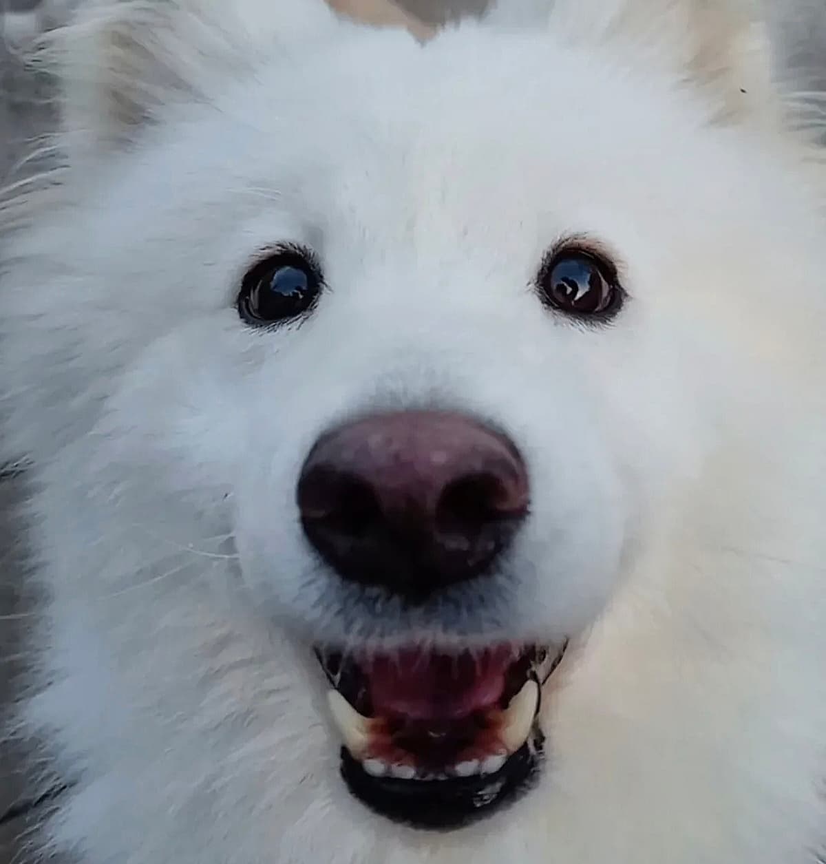 Gost Dogstela