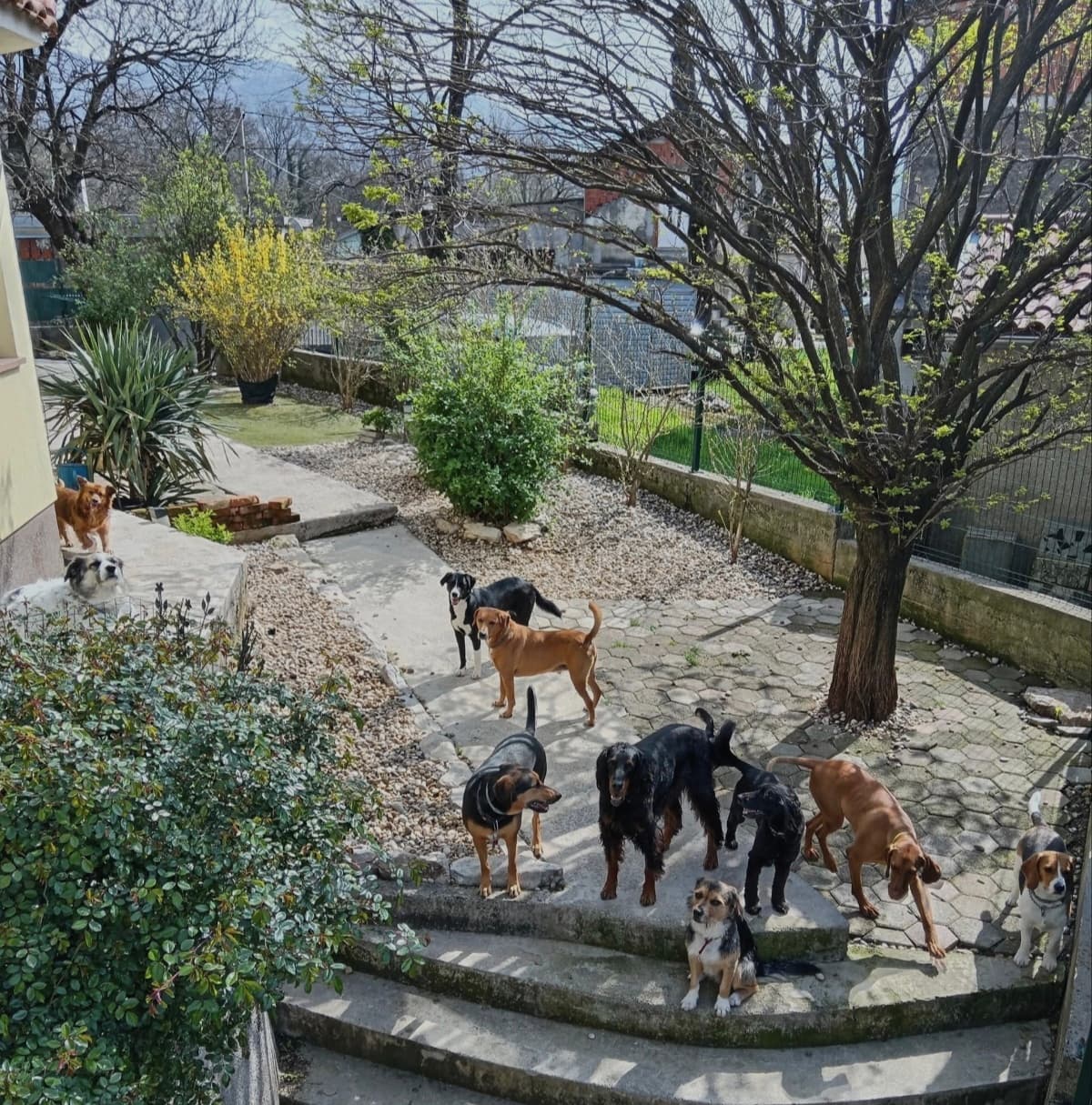 Gost Dogstela